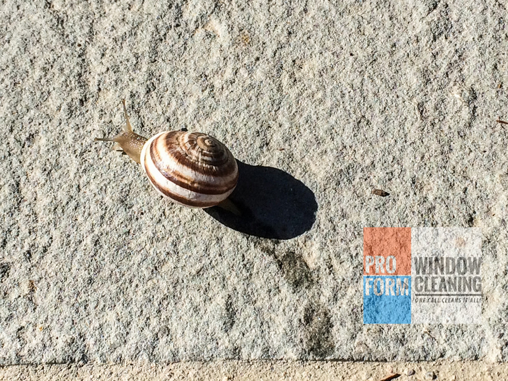 #windowcleaningcreatures snail