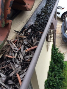 Gutter Cleaning. El Nino special!
