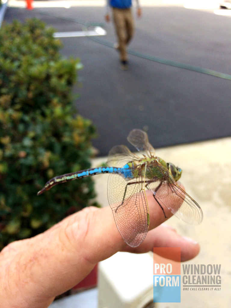 Dragonfly_WindowCleaningCreatures